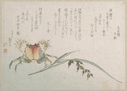 Crab and Rice Plant