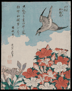 Cuckoo and Azaleas