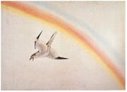 Cuckoo and Rainbow