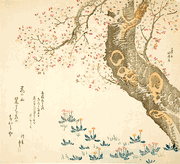 Dandelions and Clovers Beneath Cherry Tree