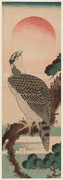 Falcon and Sun
