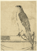 Falcon on a Perch