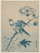 Finch on Hibiscus