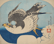 Flying Hawk