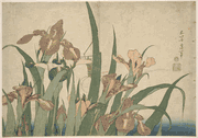 Irises and Grasshoppers