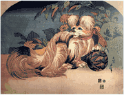 Japanese Spaniel