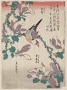Java Sparrow on Magnolia