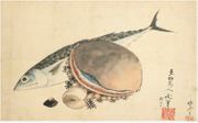 Mackerel and Sea Shells