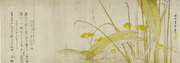 Omodaka Flowers