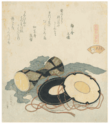 The Plover Shell