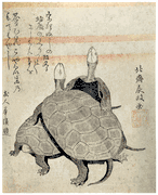 Two Tortoises