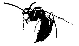 Hornet Power Supplies