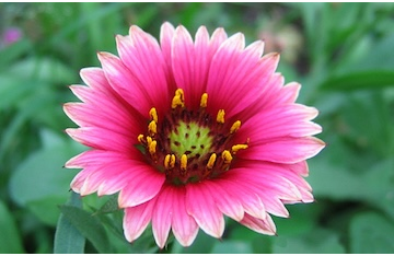 flowersmaller2