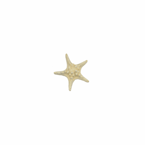 Bumpy Starfish