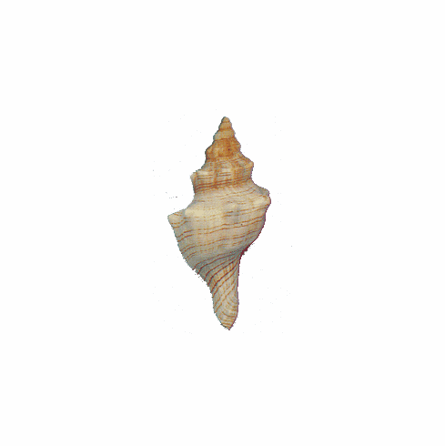 Fox Shell
