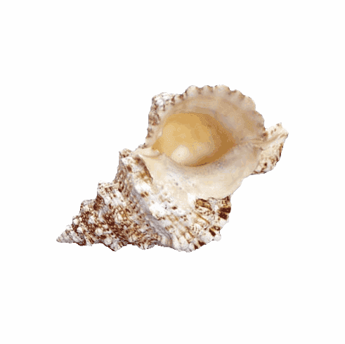 Frog Seashell