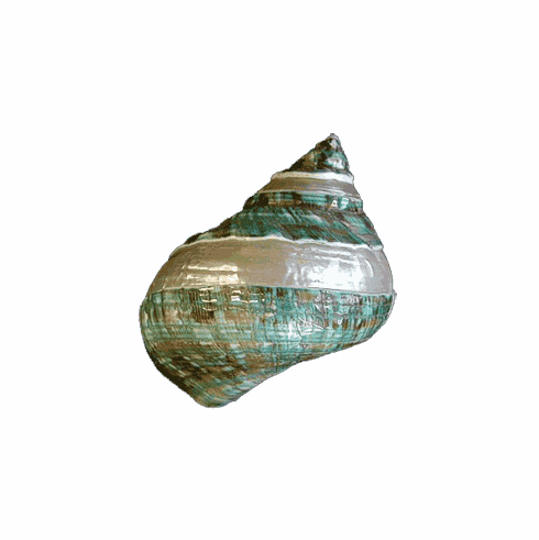 Green Pearl Turbo Seashell