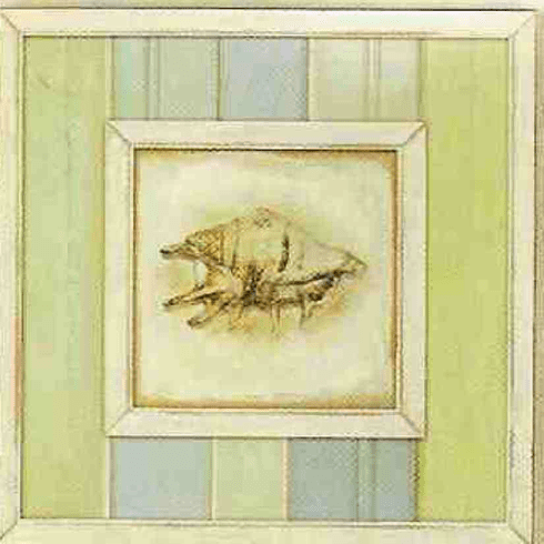 Lambis Seashell Picture