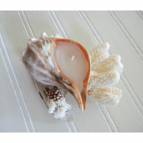 seashell candles