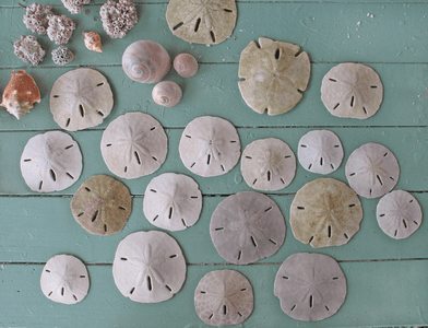 Seashell Decor