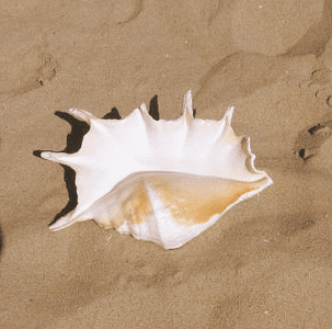 Seashells for Decorating