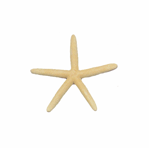  White Finger Starfish