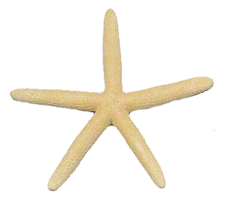 White Finger Starfish
