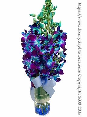 Blue Monet Orchids