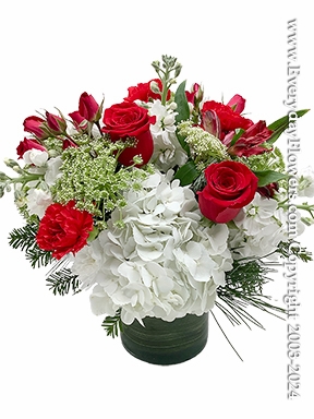 Christmas Hydrangea