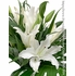 Enchanting Lilies