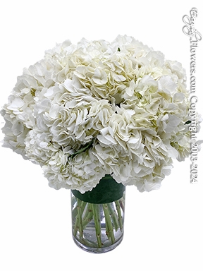 Extravagant Hydrangea