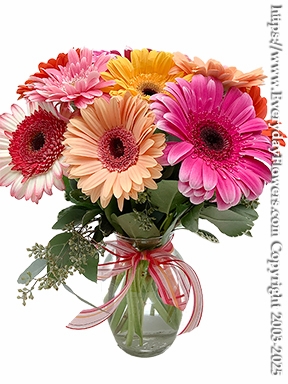 Gerbera Daisies