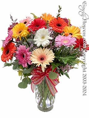 Gerbera Daisy Meadows