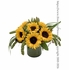 Golden Sunflower Harvest