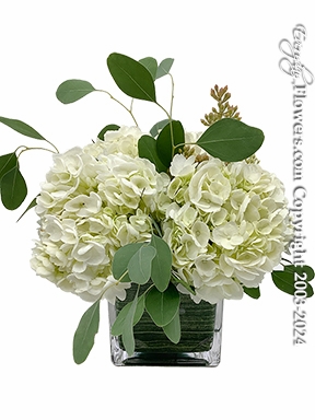 Hydrangea