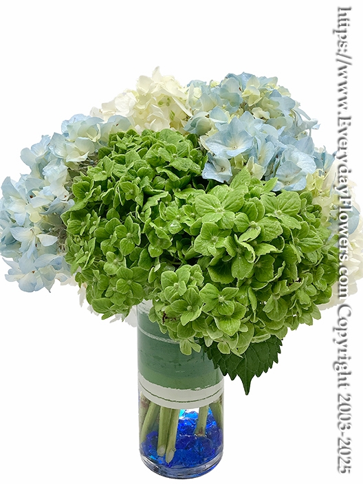 Hydrangea Garden