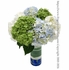 Hydrangea Garden