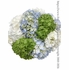 Hydrangea Garden