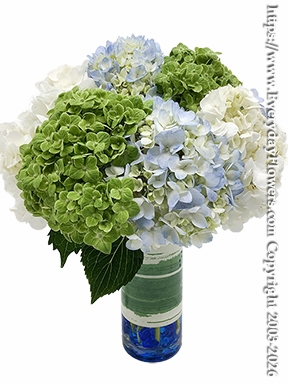 Hydrangea Garden