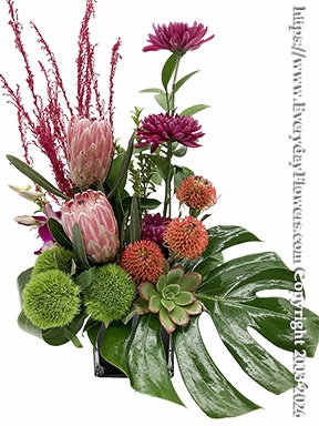 Modern Protea Garden