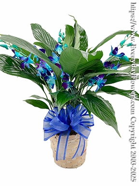 Peace Lily Plant With Blue Orchids