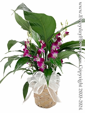 Peace Lily Plant With Fresh Cut Orchids