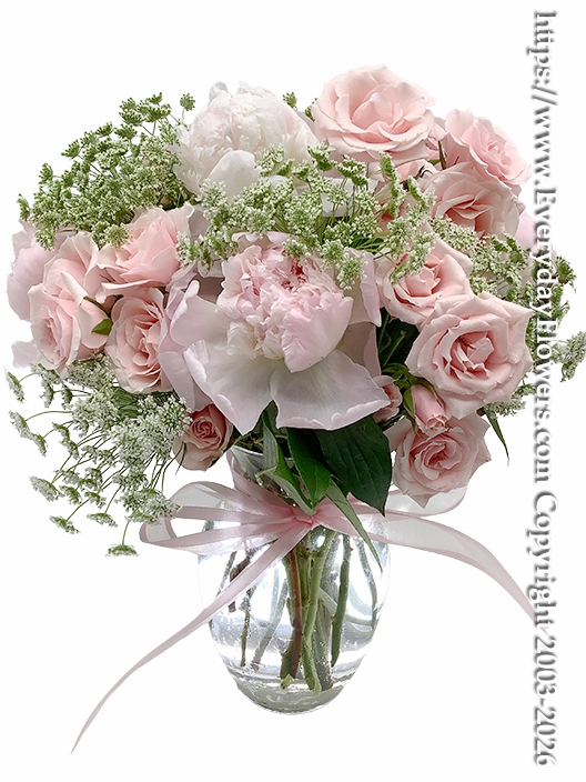 Peonies Blooms