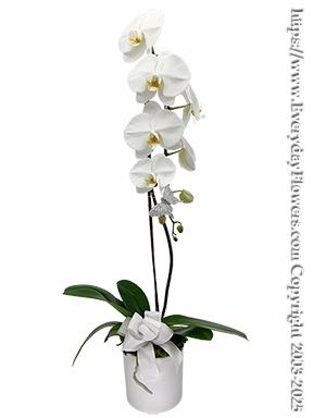 Phalaenopsis Orchid Plant Cascading