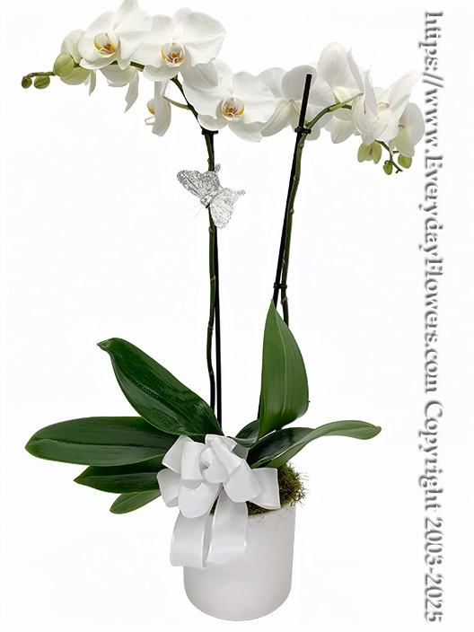 Phalaenopsis Orchid Plant Two Spike