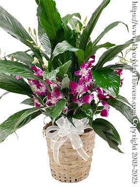 Plants For Delivery