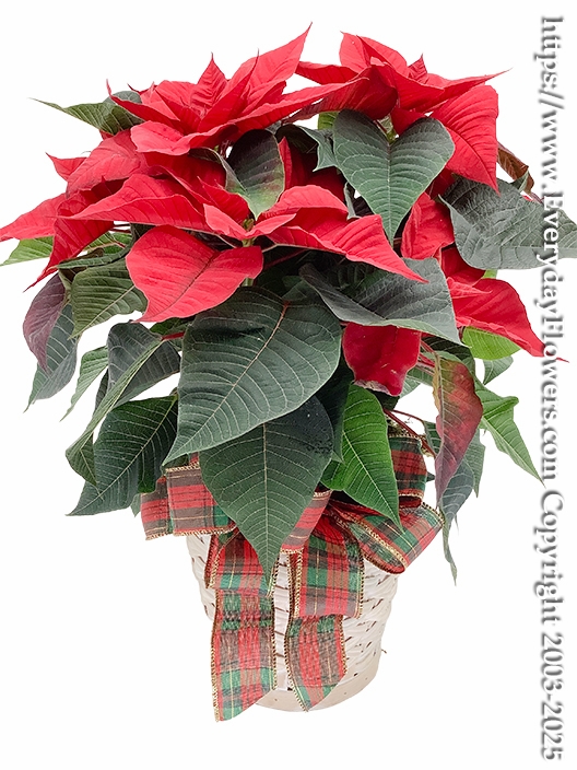 Red Poinsettia Plant