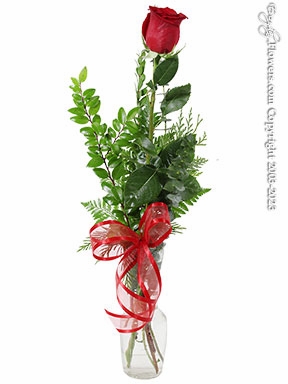 Single Valentine Rose