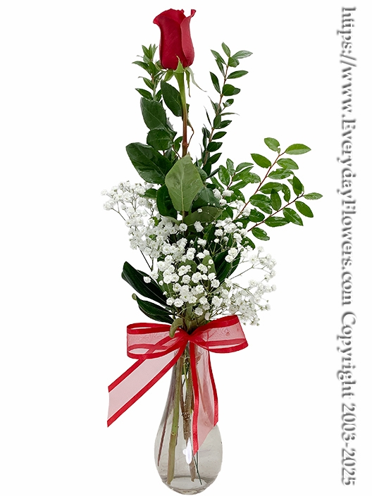 Single Valentine Rose