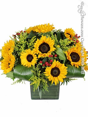 Sunflower Surge